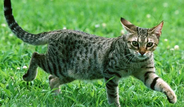 中国狸花猫