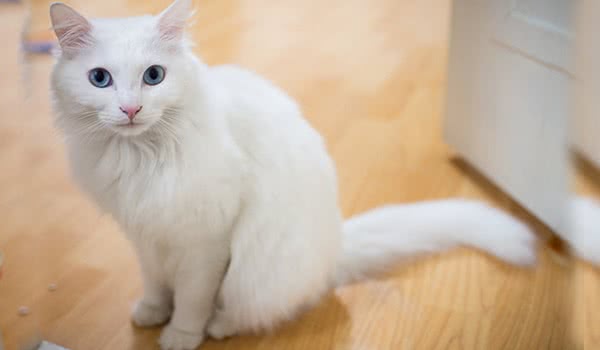 土耳其安哥拉猫