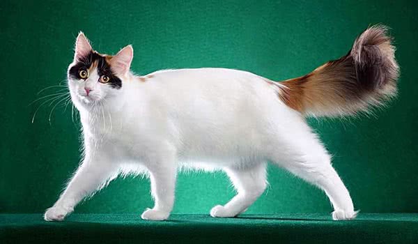土耳其梵猫