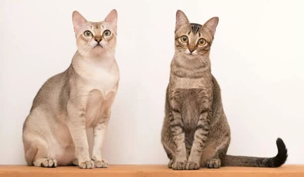 新加坡猫