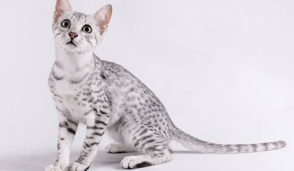 埃及猫
