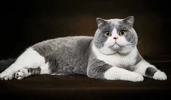 英国短毛猫