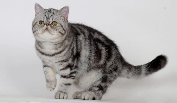 重点色短毛猫