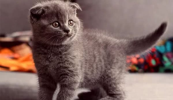 折耳猫