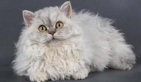 斯可可猫