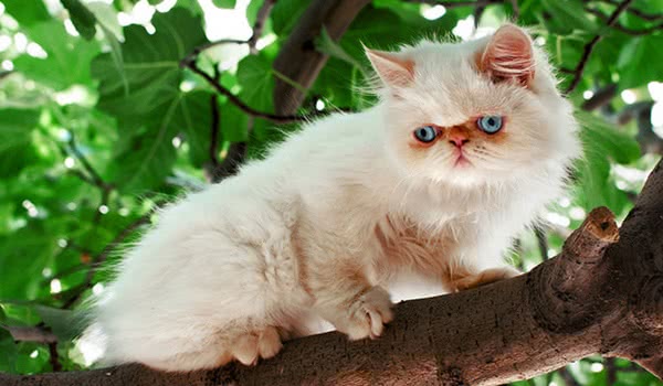 喜马拉雅猫