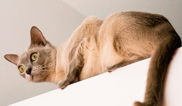 东奇尼猫