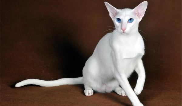 东方短毛猫