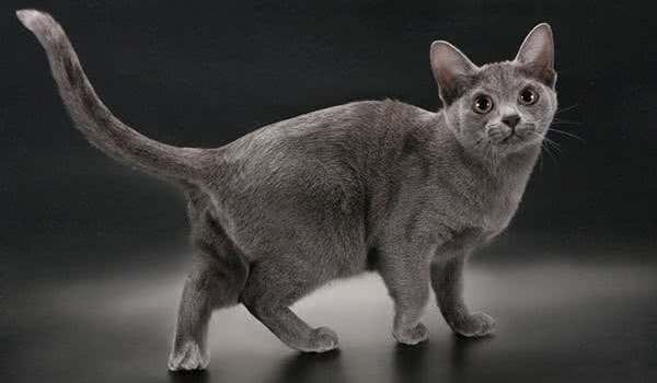 科拉特猫