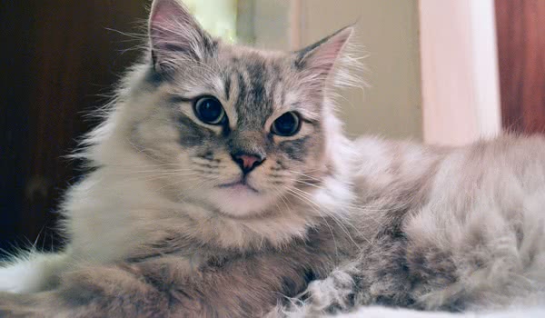 褴褛猫