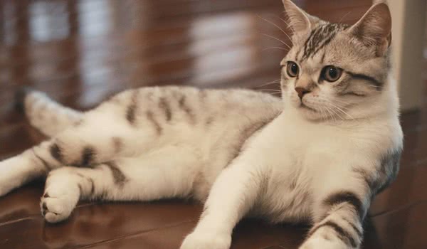 美国短尾猫