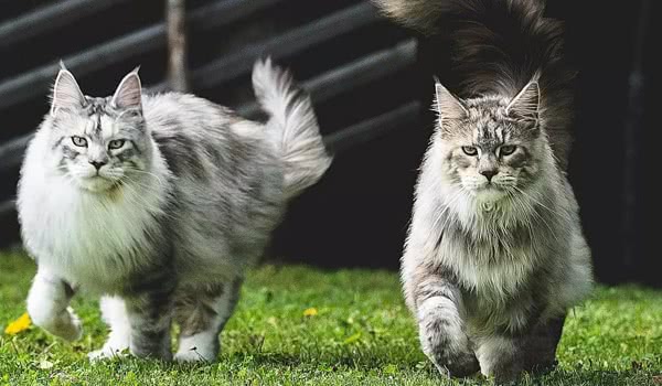缅因猫