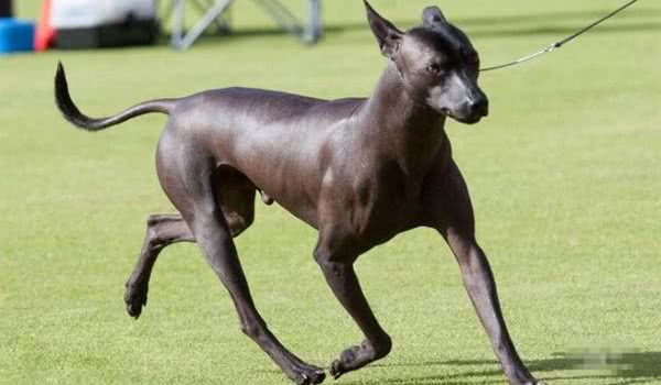 墨西哥无毛犬