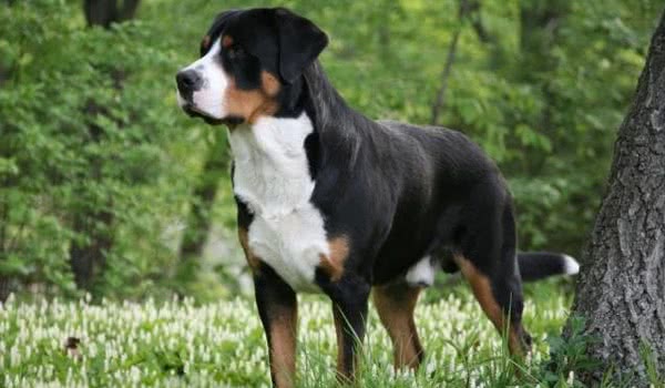 恩特布山地犬