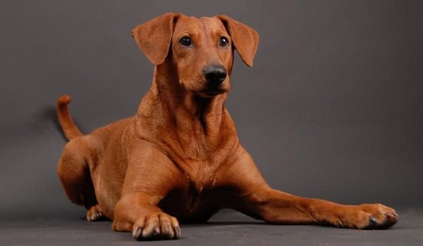 德国宾莎犬