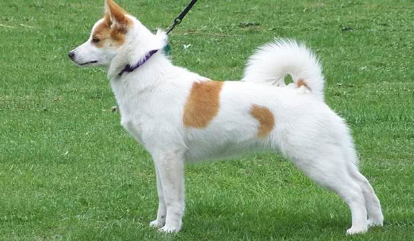 诺波丹狐狸犬
