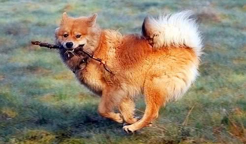欧亚大陆犬