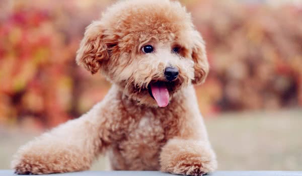 中型贵宾犬