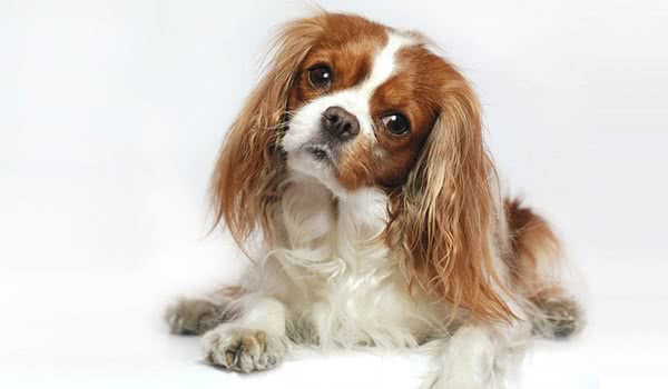 查理王骑士猎犬