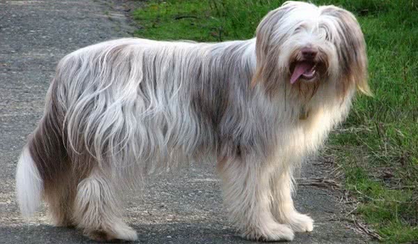 长须牧羊犬
