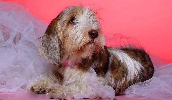 大格林芬犬