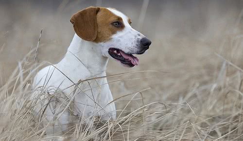 大英法黄白猎犬