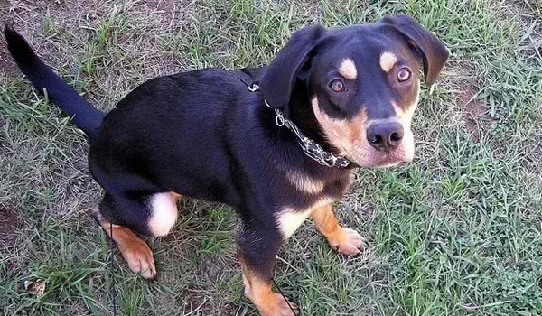 特兰西瓦尼亚猎犬
