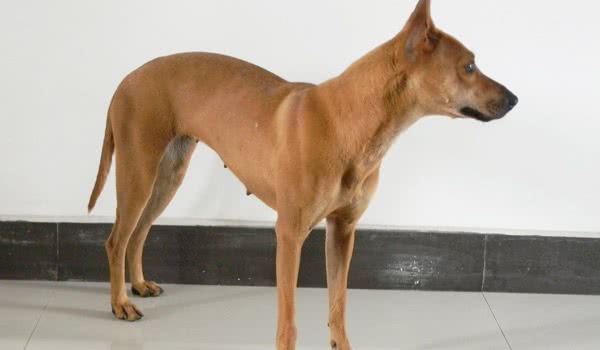 西西里猎犬