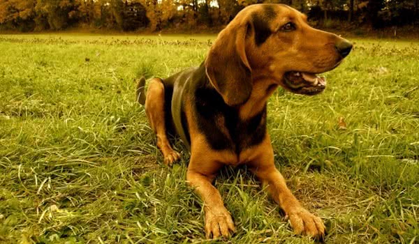 希腊猎犬