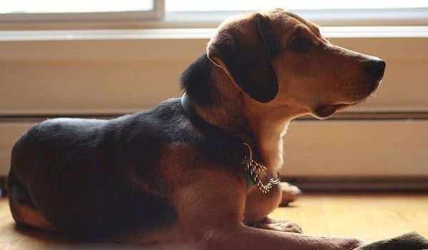 席勒猎犬