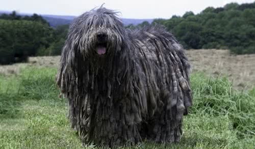 贝加马斯卡牧羊犬