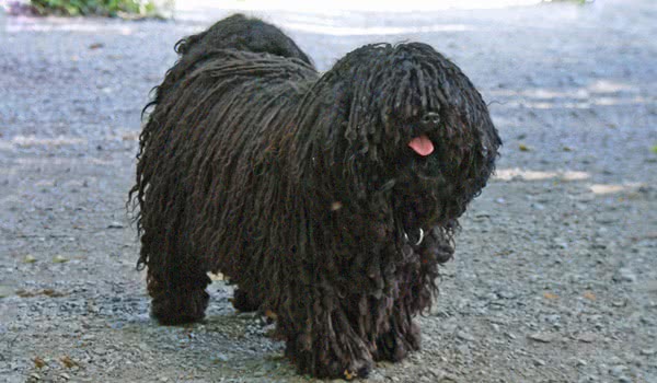 波利犬