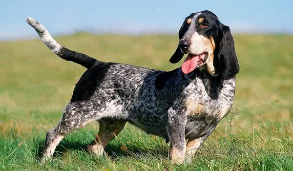 大蓝加斯科涅猎犬