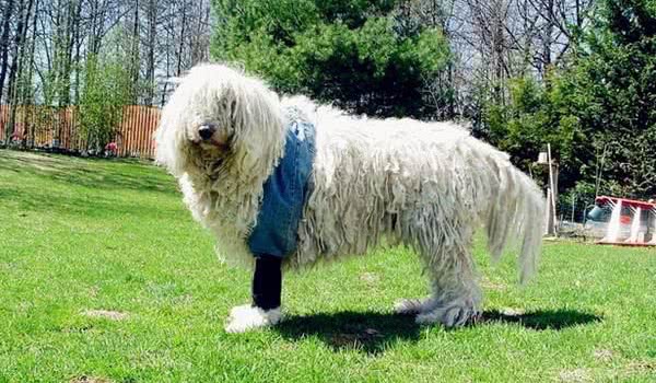 可蒙犬