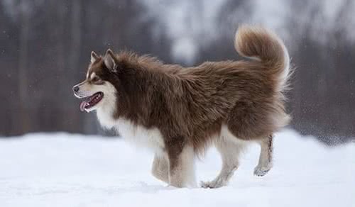 芬兰驯鹿犬
