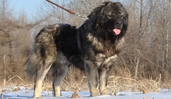 高加索牧羊犬