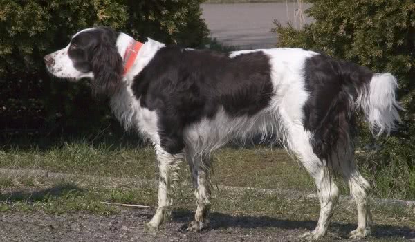 蓬托德梅尔猎犬