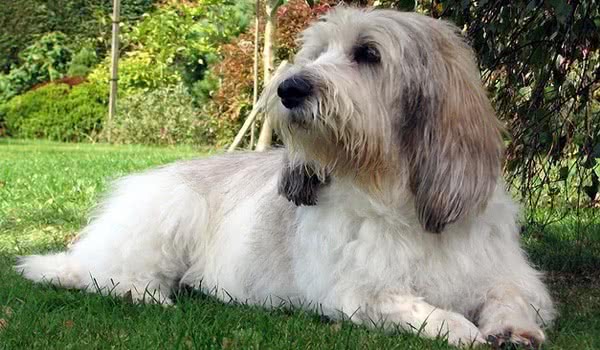 小格里芬旺德短腿犬