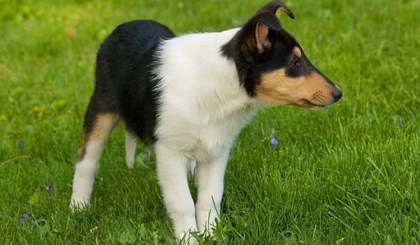 平毛牧羊犬