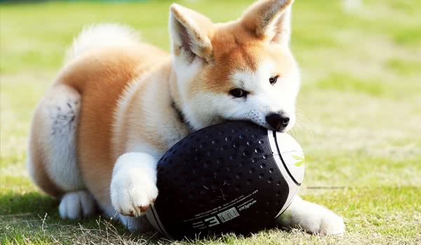 秋田犬