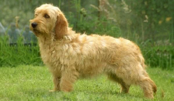 浅黄布列塔尼格里芬犬