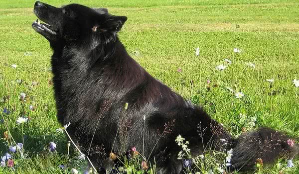 瑞典拉普猎犬