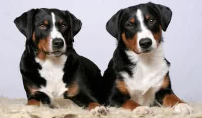 阿彭则牧牛犬