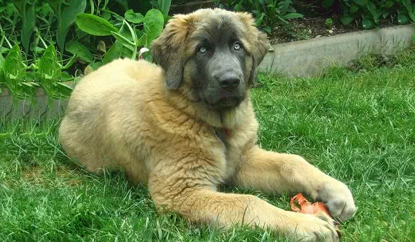 埃斯特卑拉山犬