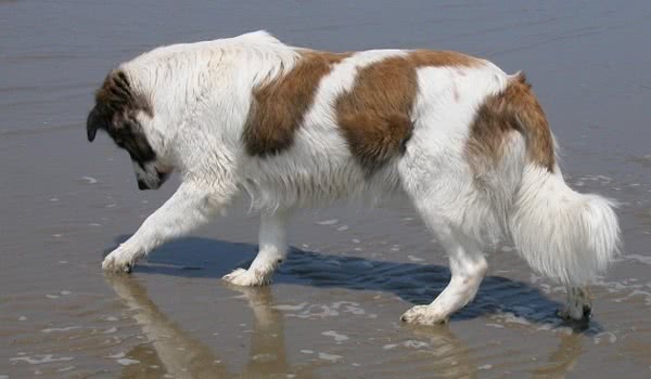 阿特拉斯牧羊犬
