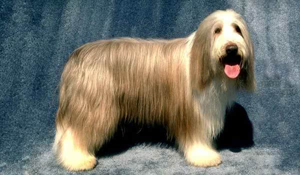 波兰低地牧羊犬