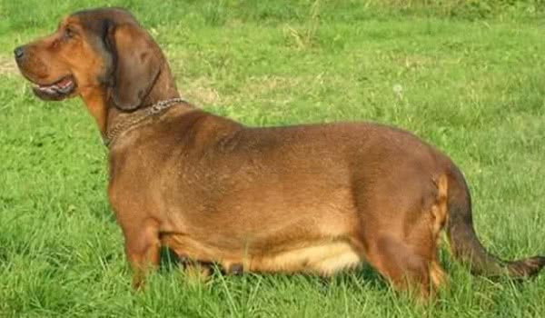 阿尔卑斯达切斯勃拉克犬
