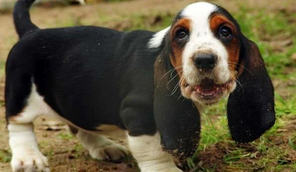 阿提桑诺曼底短腿犬