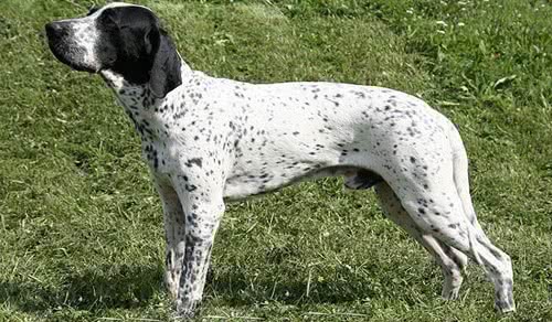 奥弗涅指示犬