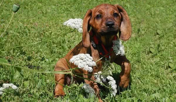 汉诺威猎犬